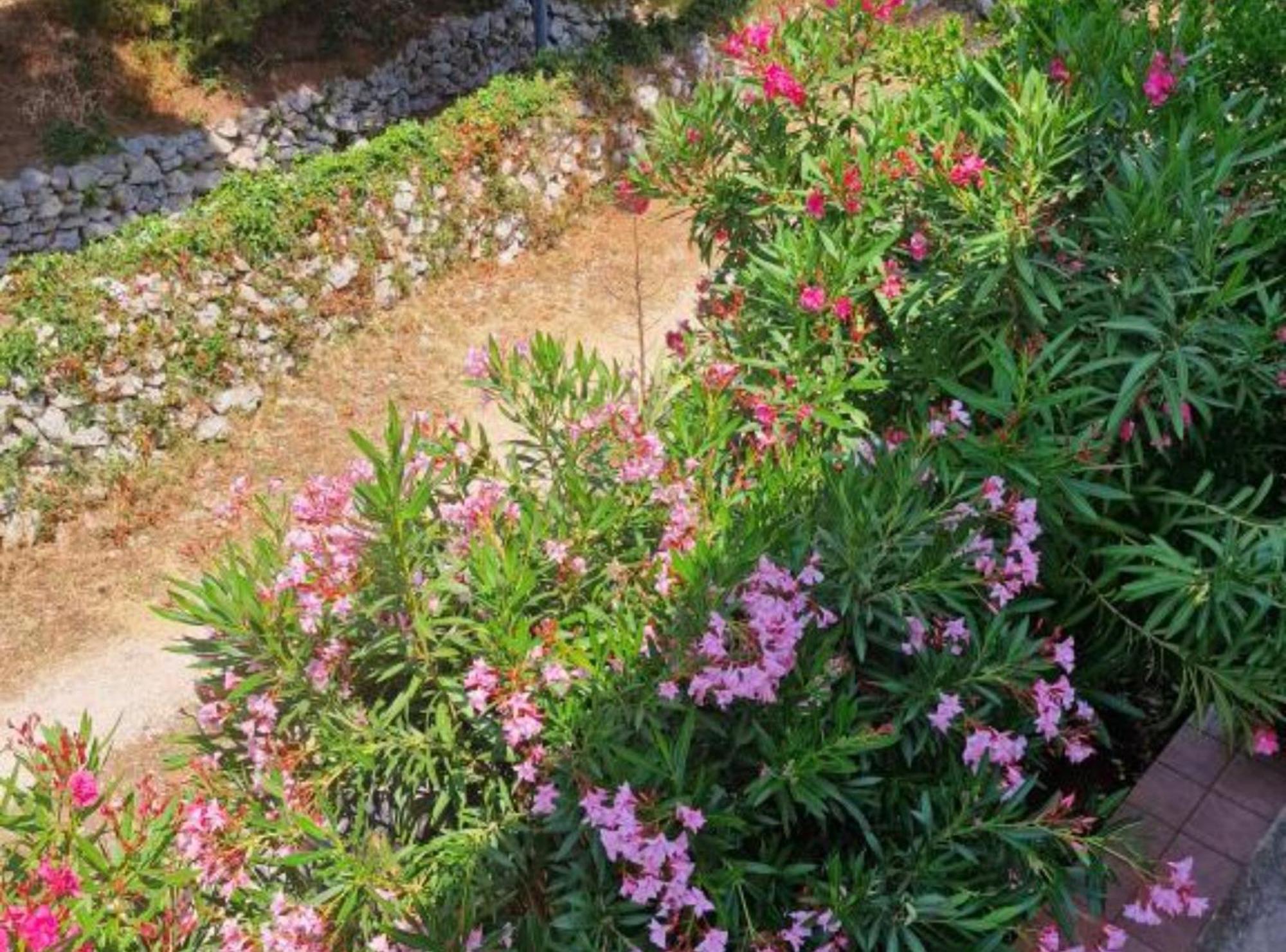 Pansion Belvedere Mali Lošinj Εξωτερικό φωτογραφία