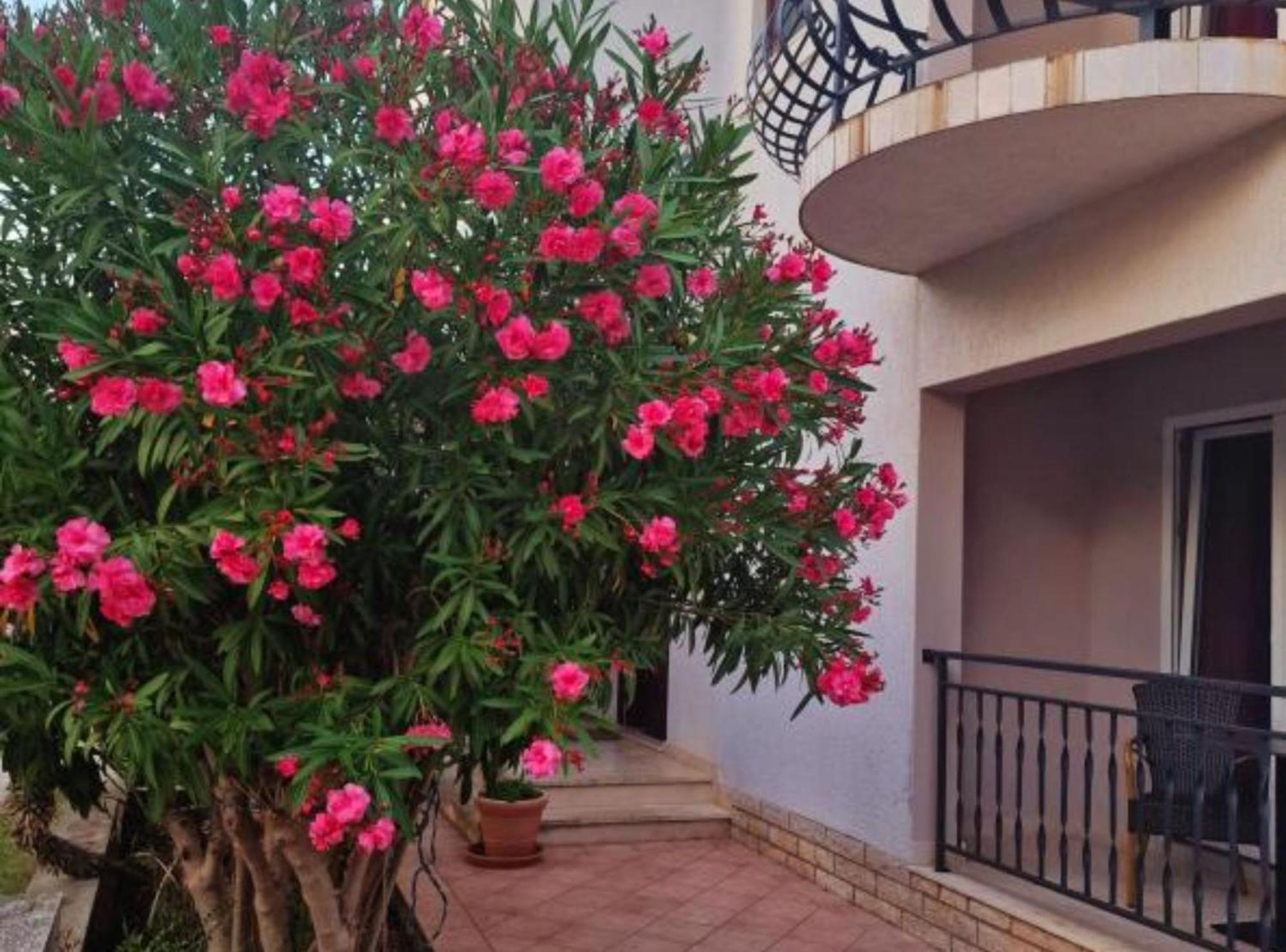 Pansion Belvedere Mali Lošinj Εξωτερικό φωτογραφία