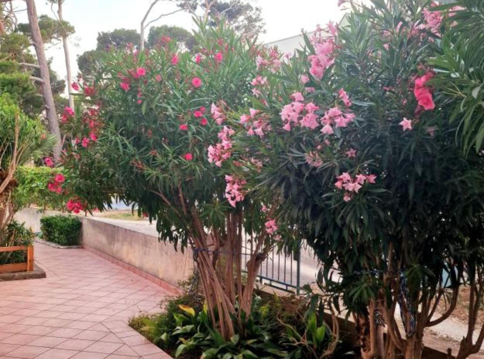 Pansion Belvedere Mali Lošinj Εξωτερικό φωτογραφία